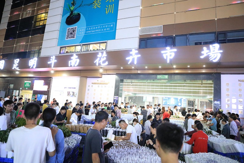 斗南花市夜間對(duì)手交易。呈貢融媒供圖