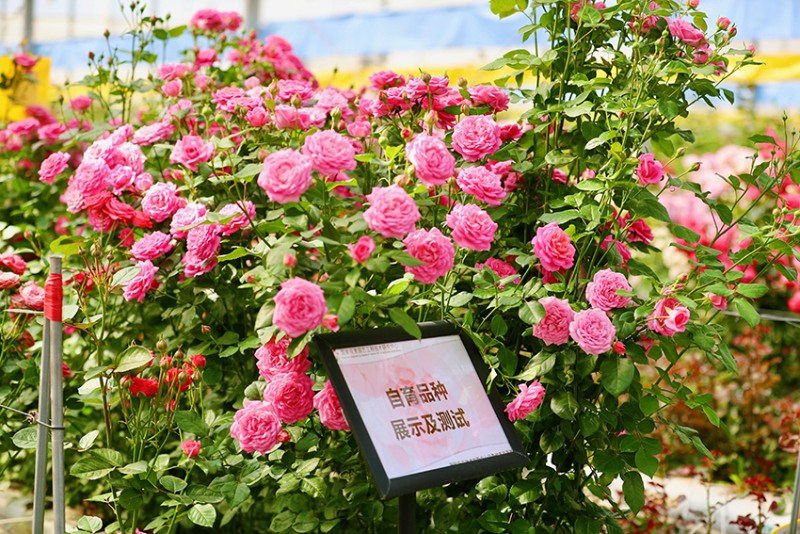 “中國(guó)風(fēng)”月季新品在斗南誕生。劉洪斌攝