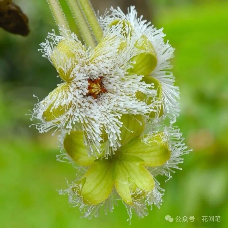 花卉101 ウゴアザミ (Cirsium ugoense)