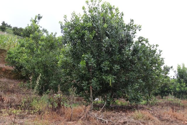 澳洲堅果種植基地孫嫡拍攝.JPG