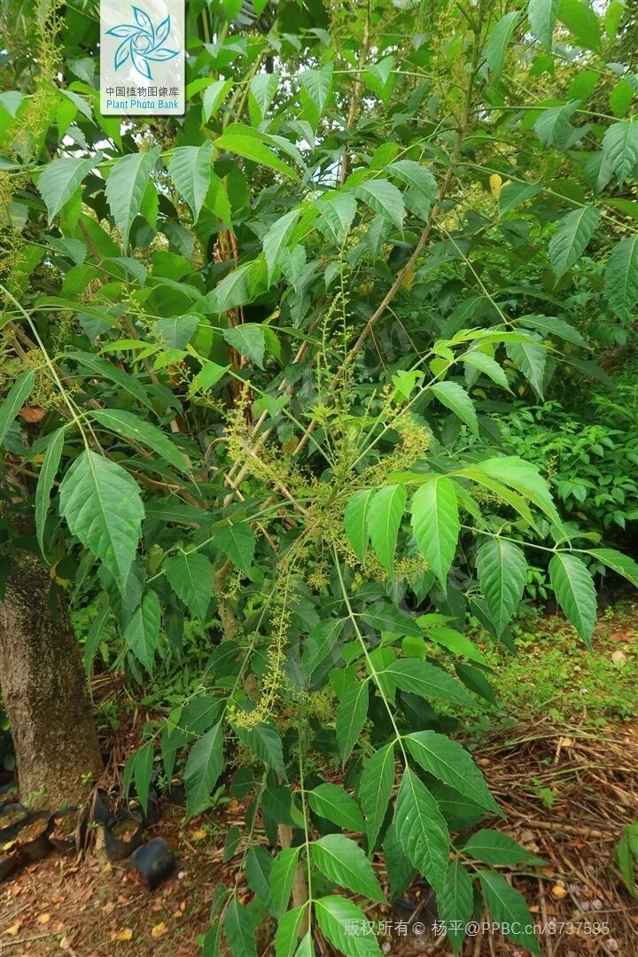 圖片