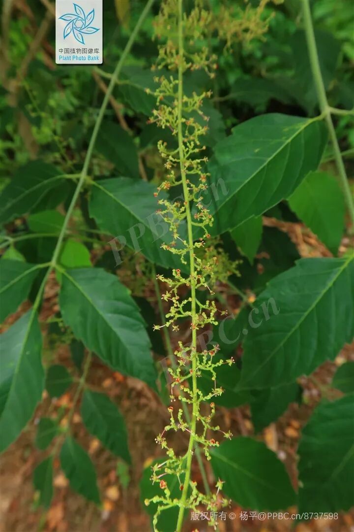 圖片