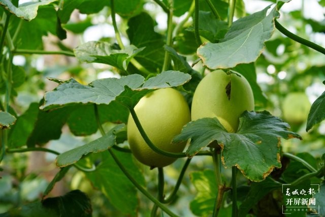 (采訪傳編輯)大理賓川：蜜瓜“爬”上葡萄架，甜蜜產(chǎn)業(yè)“添”新品（有視頻） (7).JPG