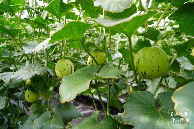 (采訪傳編輯)大理賓川：蜜瓜“爬”上葡萄架，甜蜜產(chǎn)業(yè)“添”新品（有視頻） (9).JPG