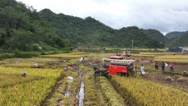 八寶鎮(zhèn)平豐村群眾正在使用機(jī)械收割稻谷。1.png