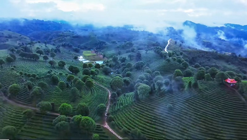 云霧繚繞的山巒間，茶園層層疊疊如綠浪翻涌。刀正春攝
