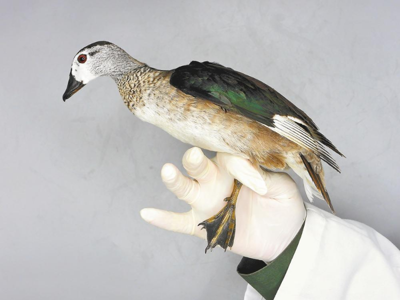 棉鳧 張宜 攝