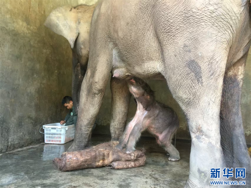 剛出生的“景景”站在棕墊上喝母乳（資料圖）。新華網(wǎng)發(fā)（云南西雙版納國(guó)家級(jí)自然保護(hù)區(qū)管護(hù)局 供圖）
