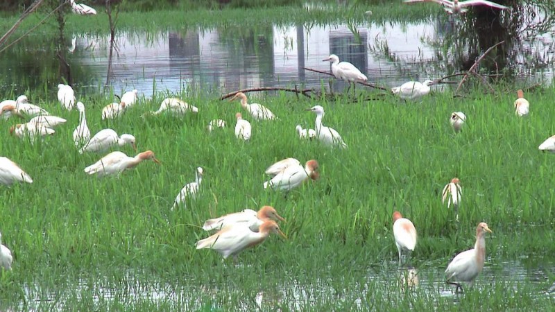 白鷺在鶴慶草海濕地覓食。吳金勇 攝