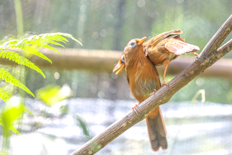 野生畫眉鳥夫婦 張?zhí)煜?攝