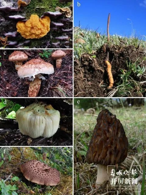 研究發(fā)現(xiàn)的藏東南地區(qū)部分珍稀食、藥用菌