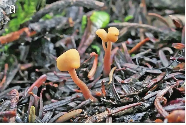 林芝地錘菌