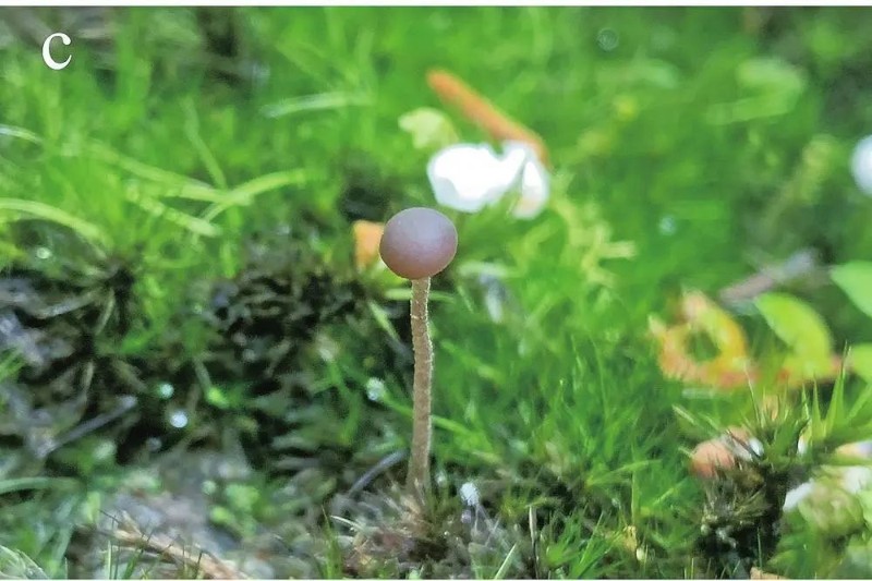 墨脫肉錘菌