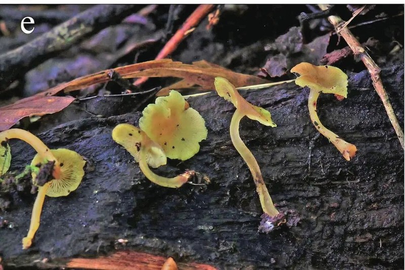 墨脫色孢菌