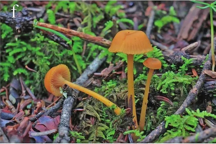 察隅紫褶菇