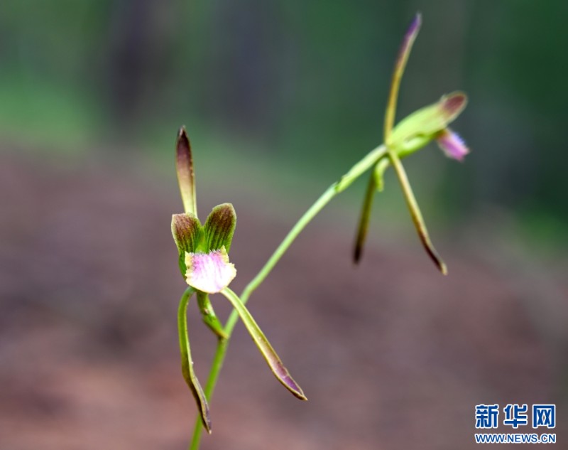 盛開的單花美冠蘭（7月29日攝）。新華網(wǎng)發(fā)（新平縣融媒體中心 供圖）