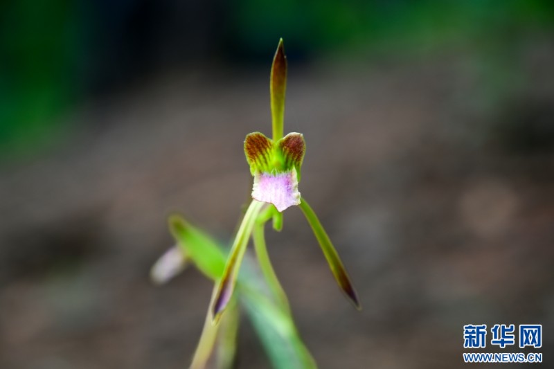 盛開的單花美冠蘭（7月29日攝）。新華網(wǎng)發(fā)（新平縣融媒體中心 供圖）