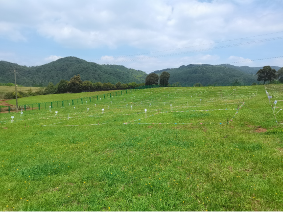 縣林草局多策并舉護“草綠”---高山草原煥生機，生態惠民譜新篇(2025年第40期)936