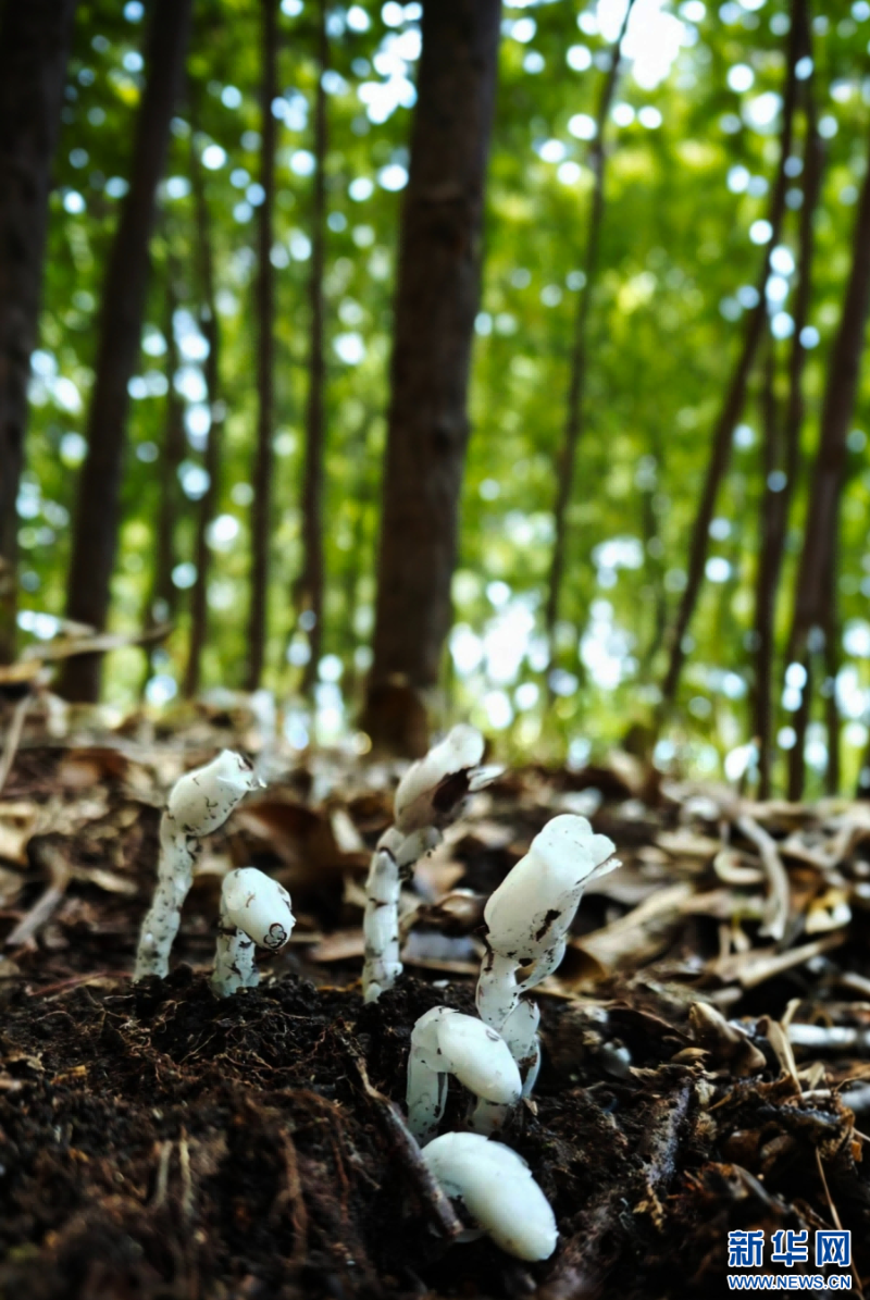 云南臨滄森林內的水晶蘭（資料圖）。新華網發（臨滄市融媒體中心 供圖）
