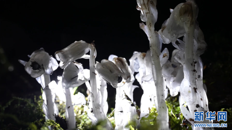 云南臨滄原始森林內的水晶蘭簇擁生長（資料圖）。新華網發（臨滄市融媒體中心 供圖）
