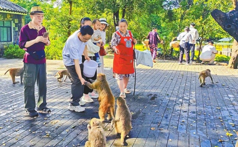 游客給猴子投喂食物。