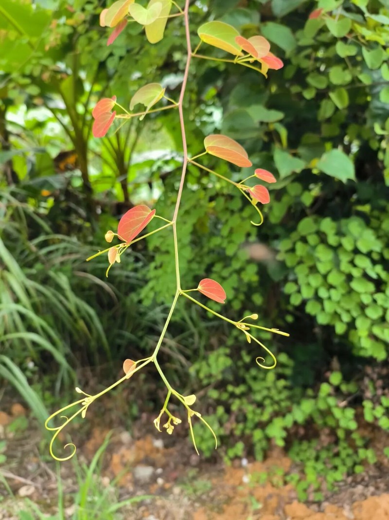 圖片