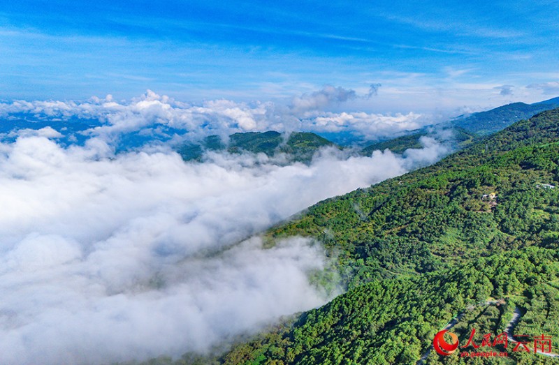 云南省漾濞縣蒼山西坡出現壯美云海景觀。人民網記者 虎遵會攝