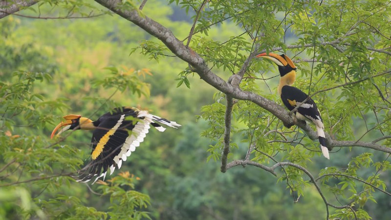 雙角犀鳥(niǎo)。鄭山河 攝