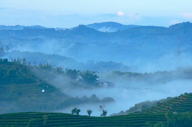 清晨，輕盈的晨霧與壯闊的云海交織，漫過錯落的茶園，點點綠意在云霧間隱約浮現(xiàn)，宛如一幅流動的寫意山水畫卷。