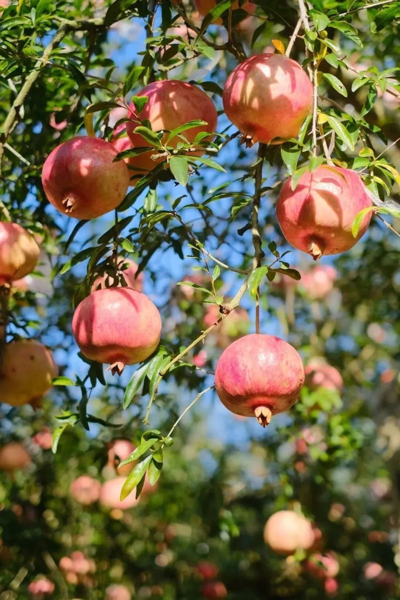 蒙自石榴 圖源：“學(xué)習(xí)強(qiáng)國”云南學(xué)習(xí)平臺
