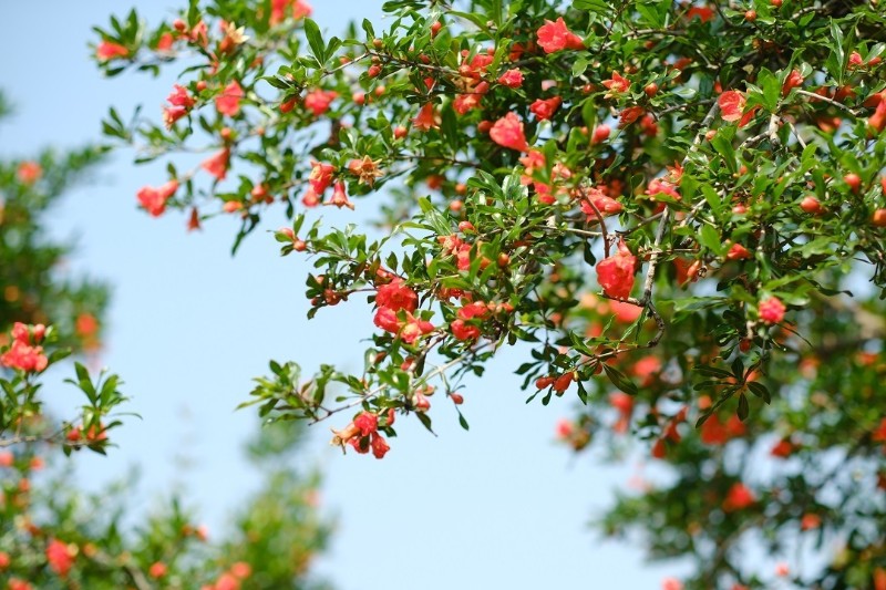 蒙自石榴花熱烈開放 圖源：“學(xué)習(xí)強(qiáng)國”云南學(xué)習(xí)平臺