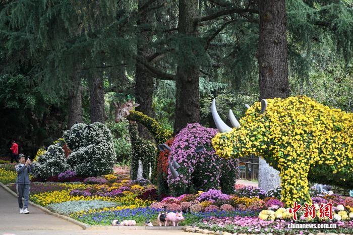 昆明動物園展出近百種菊花打造沉浸式秋日盛會