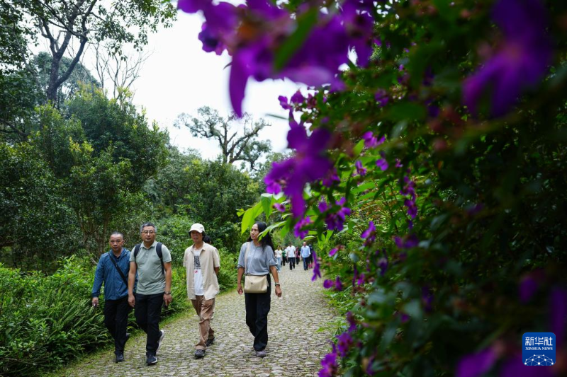 9月27日，游客在景邁山大平掌古茶園游覽。新華社記者 陳欣波 攝