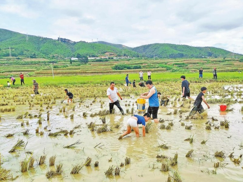易門縣蔡營社區(qū)抓魚活動(dòng)吸引游客體驗(yàn)。高澤鑫 王榮珊 攝