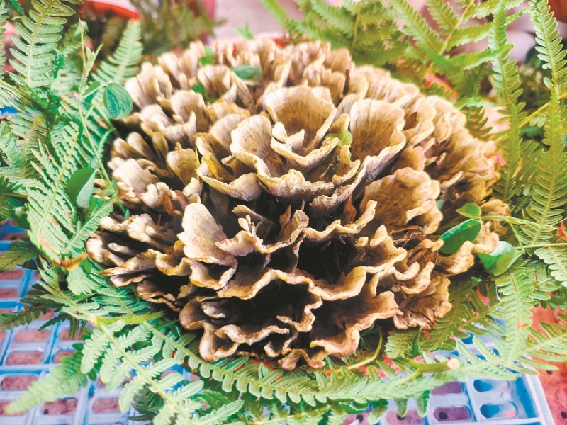 小哨社區(qū)干巴菌的名聲越來(lái)越響亮。市生態(tài)環(huán)境局宜良分局供圖