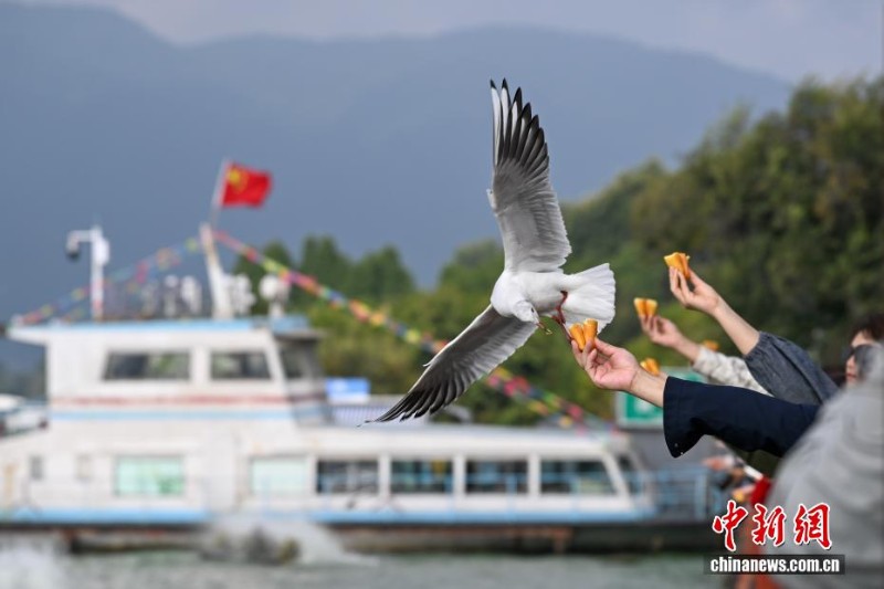 越冬紅嘴鷗“先頭部隊”抵達昆明滇池
