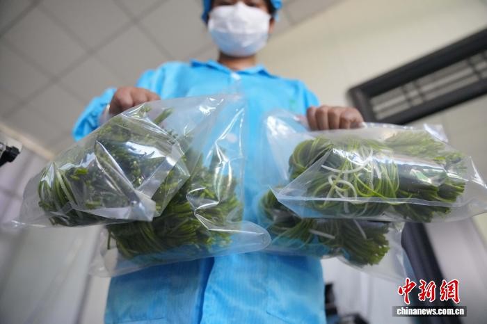 大理洱源：海菜花從“水質(zhì)風(fēng)向標(biāo)”變身村民“致富菜”
