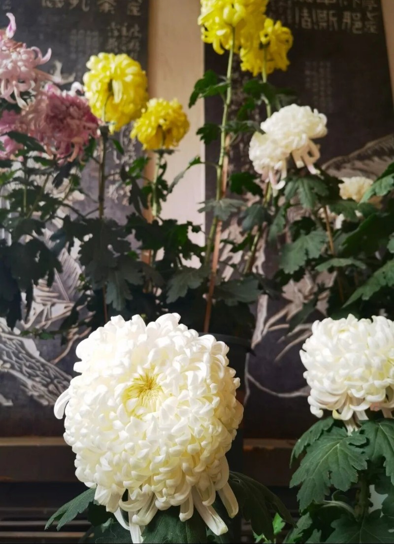 圖片