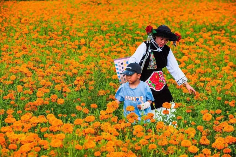 萬壽菊花海