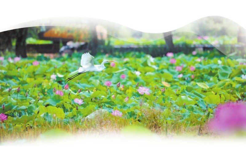 師宗子午河畔生態(tài)濕地一角。 通訊員 董彬 攝