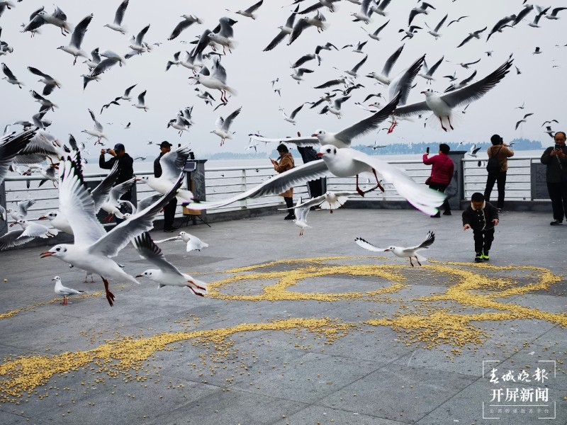 昆明今年究竟有多少“遠(yuǎn)方來客”？本周末，一起來圍觀海鷗統(tǒng)計(jì)吧?。ㄩ_屏新聞?dòng)浾?左學(xué)佳 攝）