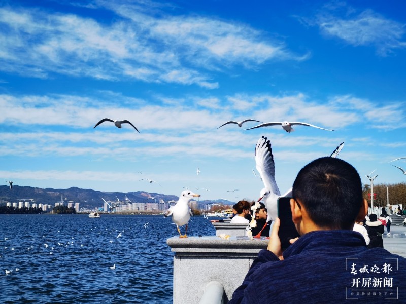 昆明海埂大壩直播海鷗（開屏新聞?dòng)浾?左學(xué)佳 攝）