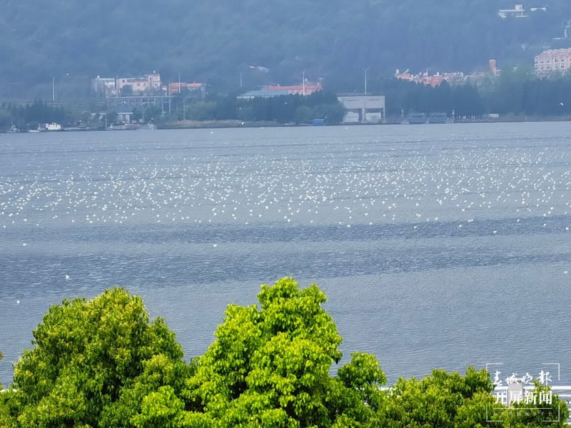 最后一批紅嘴鷗即將離開昆明（開屏新聞?dòng)浾?左學(xué)佳 攝）