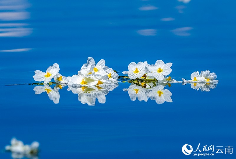 洱海里盛開的海菜花。楊繼培攝