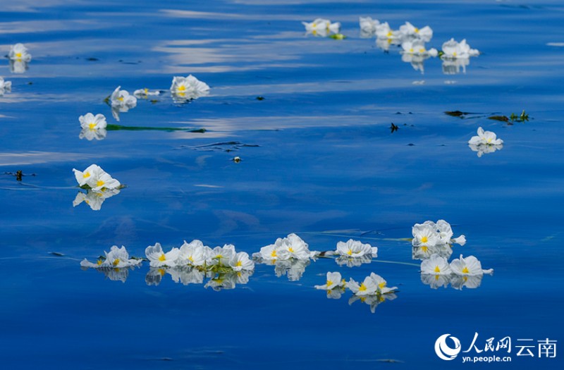 洱海里盛開的海菜花。楊繼培攝