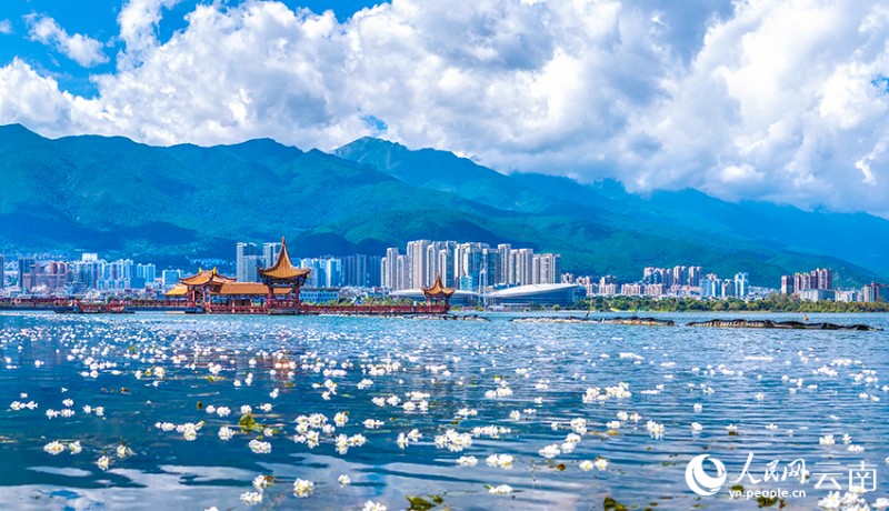 洱海里盛開的海菜花。楊繼培攝