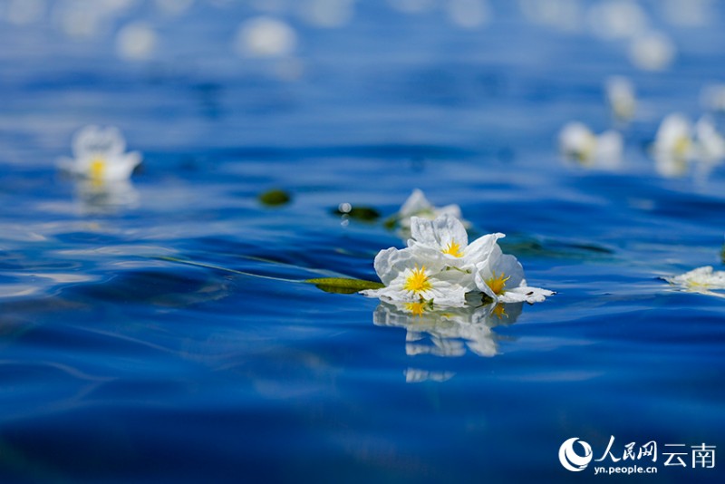 洱海里盛開的海菜花。楊繼培攝