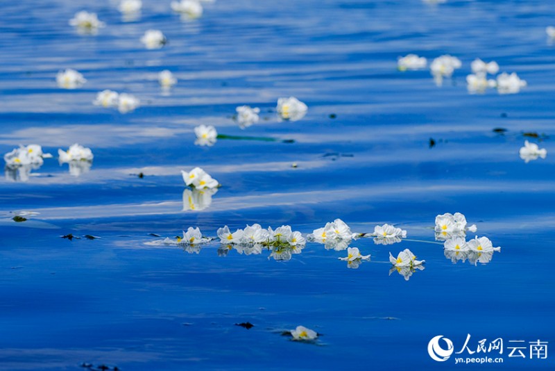 洱海里盛開的海菜花。楊繼培攝
