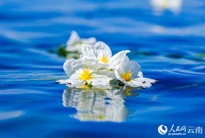 洱海里盛開的海菜花。楊繼培攝