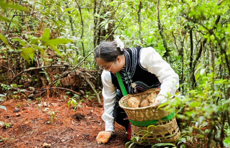 菌農(nóng)采菌。中共南華縣委宣傳部 供圖